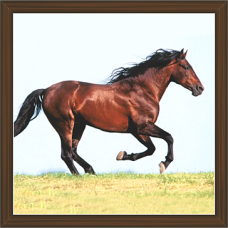 Horse Paintings (HS-3432)